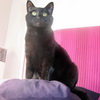 2010-01-08 Du haut de ces coussin un chat vous contemple_l.jpg